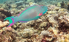 IMG_1014rf_Maldives_Madoogali_House reef_Poisson perroquet